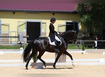 Baden Württemberger, Wallach, 12 Jahre, 169 cm, Rappe