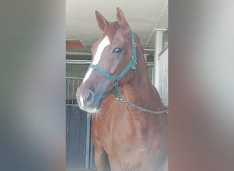 Baden Württemberger, Wallach, 13 Jahre, 175 cm, Dunkelfuchs