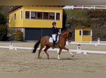 Baden Württemberger, Wallach, 14 Jahre, 165 cm, Fuchs Baden Württemberger, Wallach, 14 Jahre, 165 cm, Fuchs