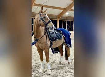 Baden Württemberger, Wallach, 14 Jahre, 165 cm, Fuchs Baden Württemberger, Wallach, 14 Jahre, 165 cm, Fuchs