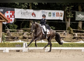 Baden Württemberger, Wallach, 14 Jahre, 168 cm, Rappe