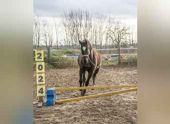 Baden Württemberger, Wallach, 14 Jahre, 168 cm, Rappe