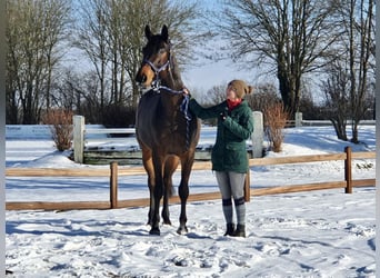 Baden Württemberger, Wallach, 14 Jahre, 170 cm, Dunkelbrauner