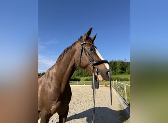 Baden Württemberger, Wallach, 14 Jahre, 170 cm, Dunkelfuchs