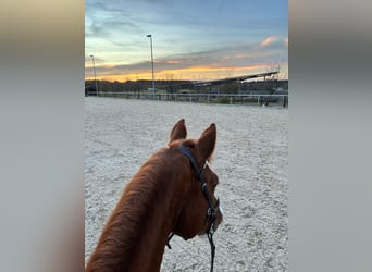 Baden Württemberger, Wallach, 20 Jahre, 166 cm, Fuchs