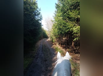 Baden Württemberger, Wallach, 23 Jahre, 177 cm, Fliegenschimmel