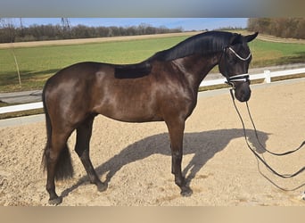 Baden Württemberger, Wallach, 3 Jahre, 165 cm, Rappe