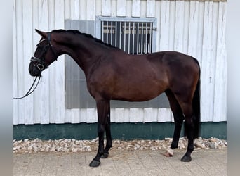 Baden Württemberger, Wallach, 3 Jahre, 167 cm, Dunkelbrauner