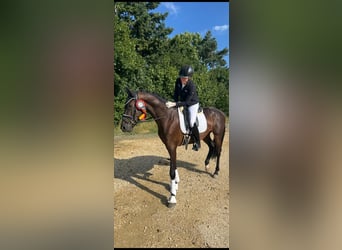 Baden Württemberger, Wallach, 3 Jahre, 167 cm, Dunkelbrauner