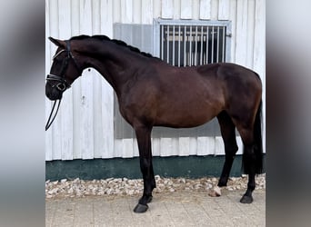 Baden Württemberger, Wallach, 3 Jahre, 168 cm, Dunkelbrauner