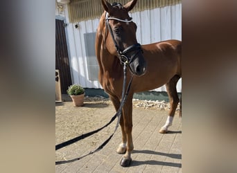 Baden Württemberger, Wallach, 3 Jahre, 170 cm, Dunkelfuchs