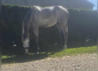 Baden Württemberger, Wallach, 3 Jahre, 170 cm, Schimmel