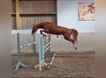 Baden Württemberger, Wallach, 4 Jahre, 160 cm, Fuchs
