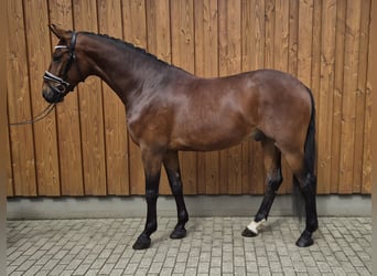 Baden Württemberger, Wallach, 4 Jahre, 167 cm, Brauner