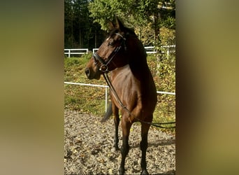 Baden Württemberger, Wallach, 4 Jahre, 170 cm, Brauner
