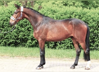Baden Württemberger, Wallach, 4 Jahre, 170 cm, Brauner