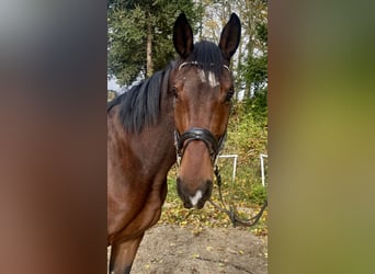 Baden Württemberger, Wallach, 4 Jahre, 170 cm, Brauner