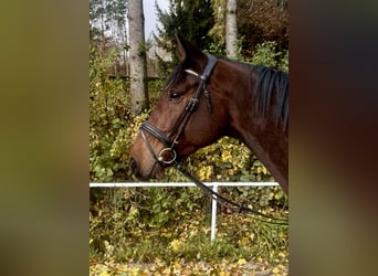 Baden Württemberger, Wallach, 4 Jahre, 170 cm, Brauner