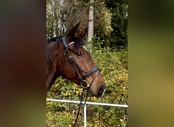 Baden Württemberger, Wallach, 4 Jahre, 170 cm, Brauner