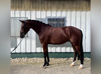 Baden Württemberger, Wallach, 4 Jahre, 170 cm