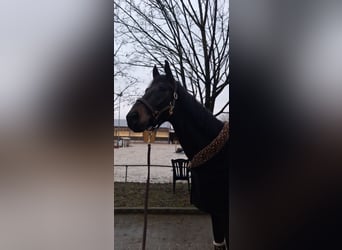 Baden Württemberger, Wallach, 4 Jahre, 170 cm, Dunkelbrauner