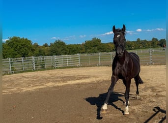 Baden Württemberger, Wallach, 4 Jahre, 170 cm, Rappe