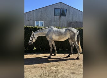 Baden Württemberger, Wallach, 4 Jahre, 170 cm, Schimmel