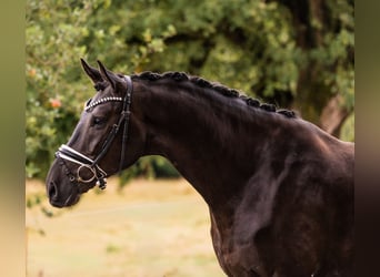 Baden Württemberger, Wallach, 4 Jahre, 172 cm, Schwarzbrauner