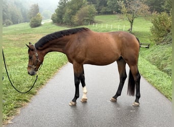 Baden Württemberger, Wallach, 5 Jahre, 163 cm, Brauner