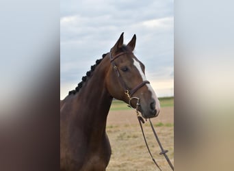 Baden Württemberger, Wallach, 5 Jahre, 165 cm