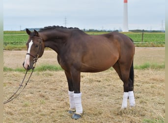 Baden Württemberger, Wallach, 5 Jahre, 165 cm