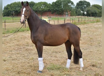 Baden Württemberger, Wallach, 5 Jahre, 165 cm