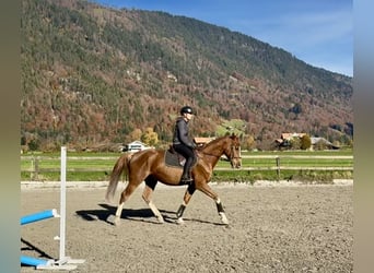 Baden Württemberger, Wallach, 5 Jahre, 165 cm, Fuchs