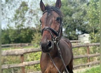 Baden Württemberger, Wallach, 5 Jahre, 166 cm, Dunkelbrauner