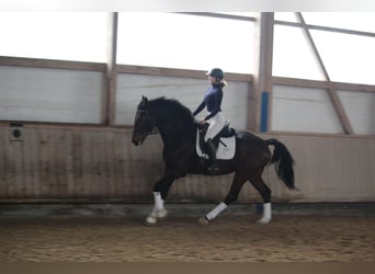 Baden Württemberger, Wallach, 5 Jahre, 168 cm, Dunkelbrauner