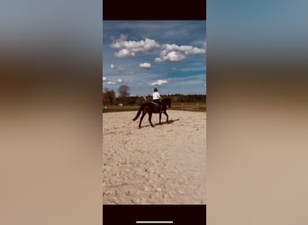 Baden Württemberger Mix, Wallach, 6 Jahre, 160 cm, Dunkelbrauner