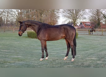 Baden Württemberger, Wallach, 7 Jahre, 169 cm, Brauner