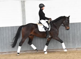 Baden Württemberger, Wallach, 8 Jahre, 167 cm, Dunkelbrauner