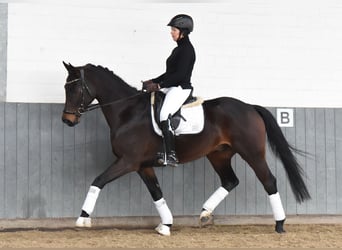 Baden Württemberger, Wallach, 8 Jahre, 167 cm, Dunkelbrauner