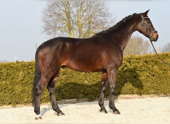 Baden Württemberger, Wallach, 8 Jahre, 167 cm, Dunkelbrauner