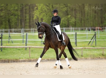 Baden Württemberger, Wallach, 9 Jahre, 171 cm, Dunkelbrauner
