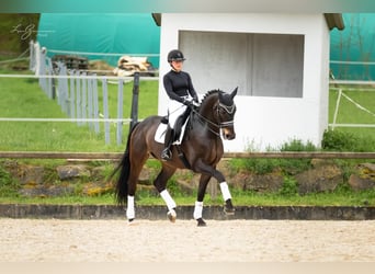 Baden Württemberger, Wallach, 9 Jahre, 171 cm, Dunkelbrauner