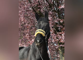 Baden-Wurtemberger, Caballo castrado, 10 años, 166 cm