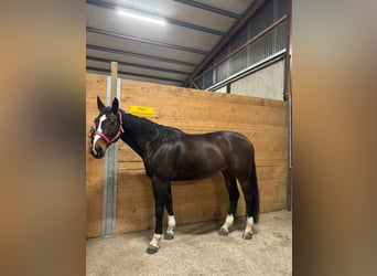 Baden-Wurtemberger, Caballo castrado, 10 años, 170 cm, Castaño oscuro