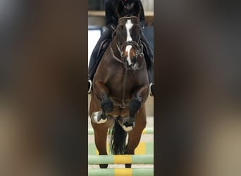 Baden-Wurtemberger, Caballo castrado, 10 años, 170 cm, Castaño oscuro