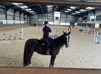 Baden-Wurtemberger, Caballo castrado, 10 años, 170 cm, Castaño oscuro