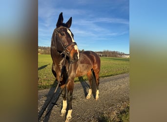 Baden-Wurtemberger, Caballo castrado, 10 años, 178 cm, Castaño oscuro