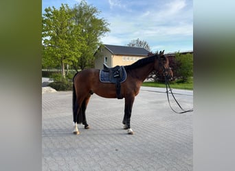 Baden-Wurtemberger, Caballo castrado, 11 años, 165 cm, Castaño