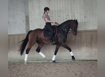 Baden-Wurtemberger, Caballo castrado, 11 años, 178 cm, Castaño oscuro