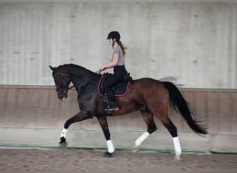 Baden-Wurtemberger, Caballo castrado, 11 años, 178 cm, Castaño oscuro